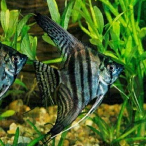 Pt.scalare   Maanvis zebra 5-6 cm.